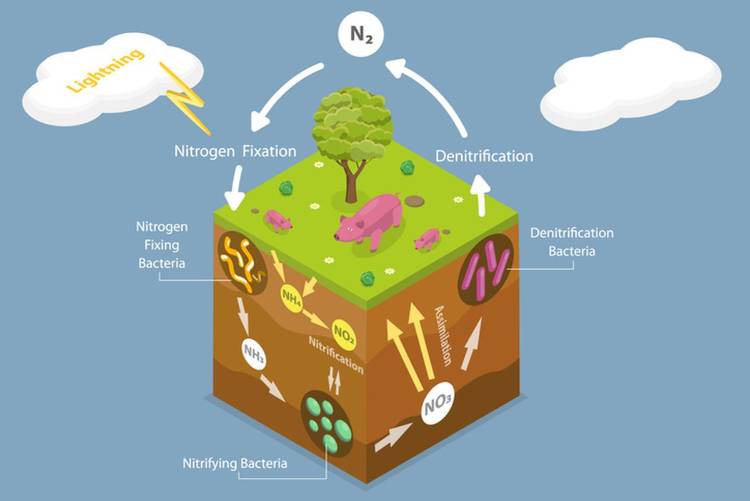 Fungsi Daur Nitrogen