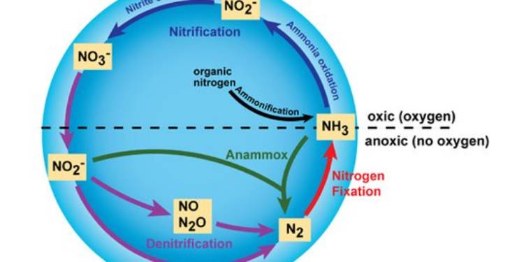 Nitrifikasi